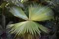 Unique shape and big leaf of Petticoat Palm tree Royalty Free Stock Photo