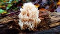 Unique shape for this clavaria fungus . Beauty in nature.