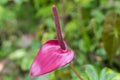 Unique shape flower with trunk Royalty Free Stock Photo