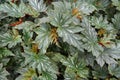 Unique shape and pattern of Cane-like Begonia `Lana` leaves