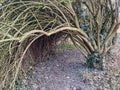 Unique shape of trees in garden and park