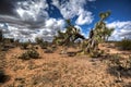 Unique shaped Joshua Tree on Wickenberg Joshua Tree Parkway Royalty Free Stock Photo