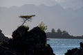 Unique shaped lone dwarf spruce tree growing from top of rock with mountains of Brookes Peninsula in the background