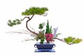 Unique shaped pine tree bonsai plant in ceramic pot