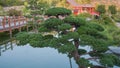 Unique shaping pine pruning technique or Niwaki for Japanese garden landscaping. Royalty Free Stock Photo