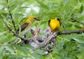 Unique shots of feeding chicks by both parents Oriole