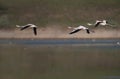 Unique shots of pink flamingos accidentally flying