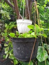 Unique and simple hanging flower pots
