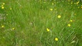 Unique and Simple Summer Natural Growth Lawn