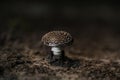 Unique small mushroom growing on forest floor Royalty Free Stock Photo