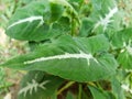Unique small taro leaf