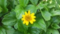 A unique small yellow flower on green leaves