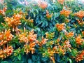 A unique snapshot of an wall ivy new blooming buds and orange colored trumpet flowers