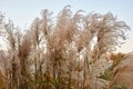 Unique soft tall brown grass, close up.