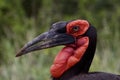 The unique Southern Ground Hornbill