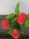 Unique and Special Red Ixora Flowers Blooming in the Garden