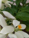 Unique and Special Yellow & White Flowers Blooming in the same Plant in Garden Royalty Free Stock Photo