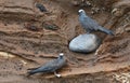 Galapagos birds 6 Royalty Free Stock Photo