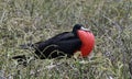 Galapagos fregate birds 20 Royalty Free Stock Photo