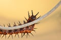 Gulf Fritillary Caterpillar Isolated Orange with Black Spines