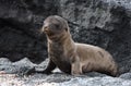 Galapagos sea lion cub Royalty Free Stock Photo