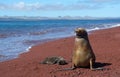 Galapagos sea lion with cub 2 Royalty Free Stock Photo