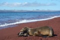 Galapagos sea lion with cub on beach Royalty Free Stock Photo