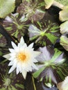 An unique sri lankan lotus flower