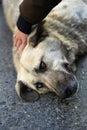 Unique Stray Dog with Different Colored Eyes Royalty Free Stock Photo