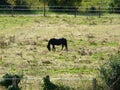 unique strong black herbivorous in wide field Royalty Free Stock Photo