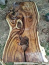 Unique Suar Wood Slab Royalty Free Stock Photo