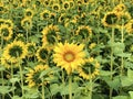 A unique sunflower Royalty Free Stock Photo