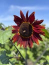 Unique sunflower with red petals macro image Royalty Free Stock Photo