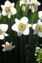 Unique Sunlit Tri-Colored Daffodil Flowers in Full Bloom- amaryllis Royalty Free Stock Photo