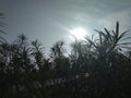 A unique. Sunset with oleanders