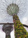 Unique supertrees in Singapore, unusual architecture