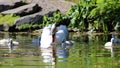 Unique swan with babies in a lake, high definition photo of this wonderful avian in south america. Royalty Free Stock Photo