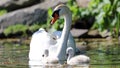 Unique swan with babies in a lake, high definition photo of this wonderful avian in south america.