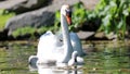 Unique swan with babies in a lake, high definition photo of this wonderful avian in south america. Royalty Free Stock Photo