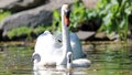 Unique swan with babies in a lake, high definition photo of this wonderful avian in south america. Royalty Free Stock Photo