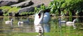 Unique swan with babies in a lake, high definition photo of this wonderful avian in south america.