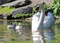 Unique swan with babies in a lake, high definition photo of this wonderful avian in south america. Royalty Free Stock Photo