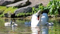 Unique swan with babies in a lake, high definition photo of this wonderful avian in south america.