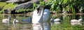 Unique swan with babies in a lake, high definition photo of this wonderful avian in south america. Royalty Free Stock Photo