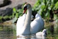 Unique swan with babies in a lake, high definition photo of this wonderful avian in south america. Royalty Free Stock Photo