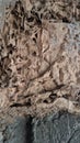 unique texture inside a termite nest Royalty Free Stock Photo