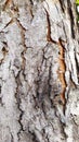 The unique texture of mahogany tree bark in the garden Royalty Free Stock Photo