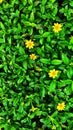 Unique texture of plants growing on the roadside with yellow flowers and green leaves Royalty Free Stock Photo