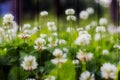 Unique texture, wooden background and field of clover, summer Royalty Free Stock Photo