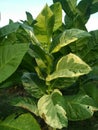 Unique tobacco plants in the rice fields. Central Lombok